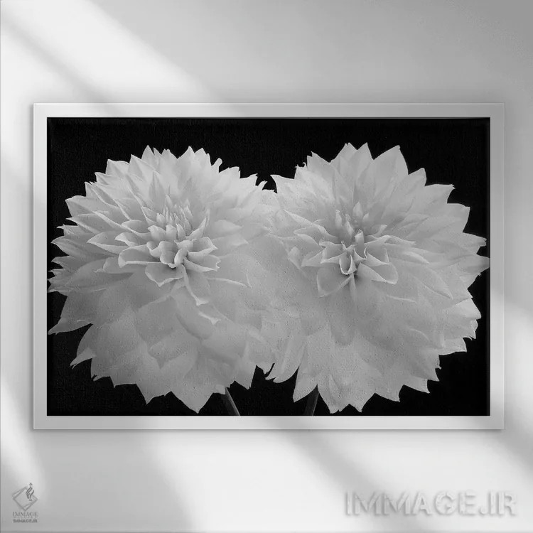 تابلو 2008,دالیا دراماتیکوس، ۲۰۰۸ اثر هیرویوشی آراکاوا - نمای قابدار سفید