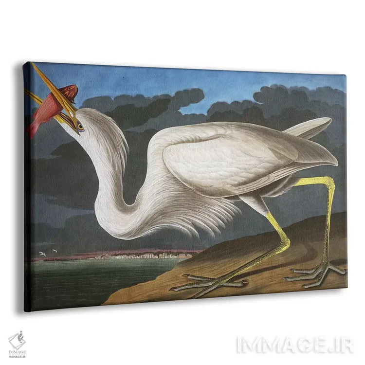 تابلو Ardea Occidentalis, from "The Birds of America" by John J. Audubon, pub. 1827-38,حواصیل بزرگ سفید از مجموعه "پرندگان آمریکا"، اثر جان جیمز اودوبون، چاپ ۱۸۲۷-۳۸ اثر جان جیمز آدوبون (نقاش و پرندهشناس) - نمای پرسپکتیو محصول