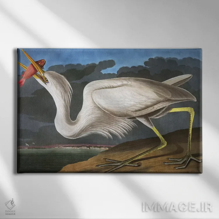 تابلو Ardea Occidentalis, from "The Birds of America" by John J. Audubon, pub. 1827-38,حواصیل بزرگ سفید از مجموعه "پرندگان آمریکا"، اثر جان جیمز اودوبون، چاپ ۱۸۲۷-۳۸ اثر جان جیمز آدوبون (نقاش و پرندهشناس) - نمای روبهرو روی دیوار