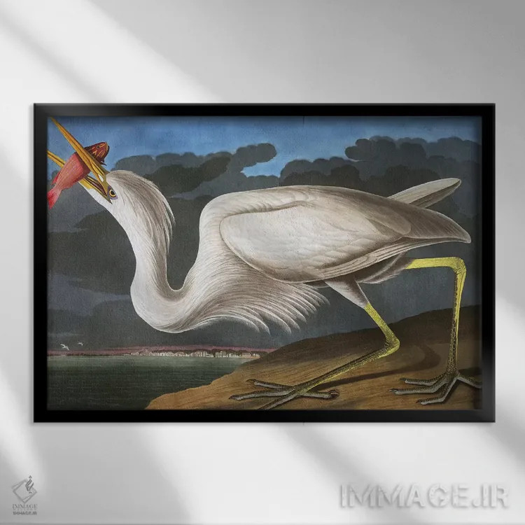 تابلو Ardea Occidentalis, from "The Birds of America" by John J. Audubon, pub. 1827-38,حواصیل بزرگ سفید از مجموعه "پرندگان آمریکا"، اثر جان جیمز اودوبون، چاپ ۱۸۲۷-۳۸ اثر جان جیمز آدوبون (نقاش و پرندهشناس) - نمای قابدار مشکی