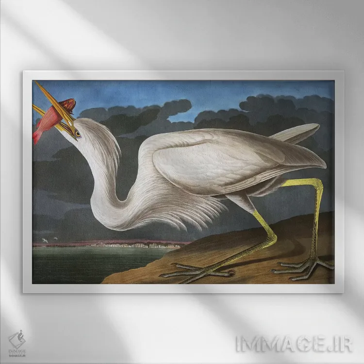 تابلو Ardea Occidentalis, from "The Birds of America" by John J. Audubon, pub. 1827-38,حواصیل بزرگ سفید از مجموعه "پرندگان آمریکا"، اثر جان جیمز اودوبون، چاپ ۱۸۲۷-۳۸ اثر جان جیمز آدوبون (نقاش و پرندهشناس) - نمای قابدار سفید