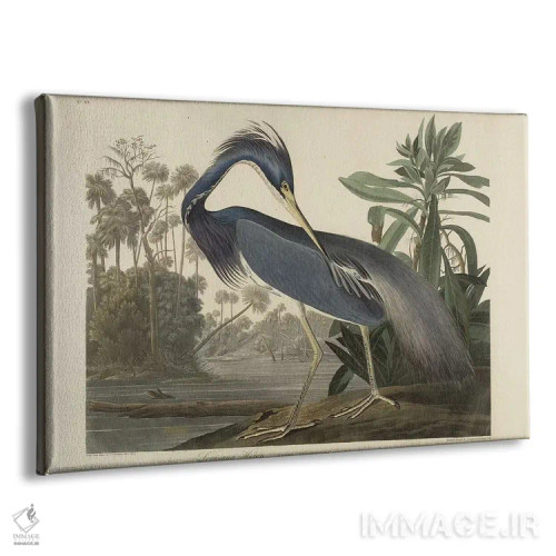 تابلو 1834,حواصیل لوییزیانا، ۱۸۳۴ اثر رابرت هاول جوان (نقاش و حکاک بریتانیایی) - نمای پرسپکتیو محصول