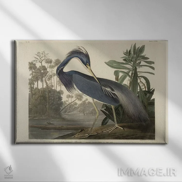 تابلو 1834,حواصیل لوییزیانا، ۱۸۳۴ اثر رابرت هاول جوان (نقاش و حکاک بریتانیایی) - نمای روبهرو روی دیوار