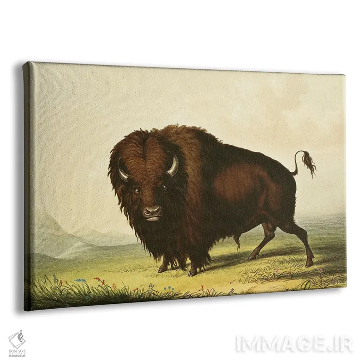 تابلو یک گاومیش آمریکایی (بایسون) اثر جورج کتلین (نقاش بومیان آمریکا) - نمای پرسپکتیو محصول