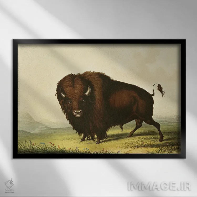 تابلو یک گاومیش آمریکایی (بایسون) اثر جورج کتلین (نقاش بومیان آمریکا) - نمای قابدار مشکی