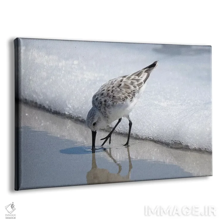 تابلو پرستوهای ساحلی I اثر بروس ناوراکه - نمای پرسپکتیو محصول