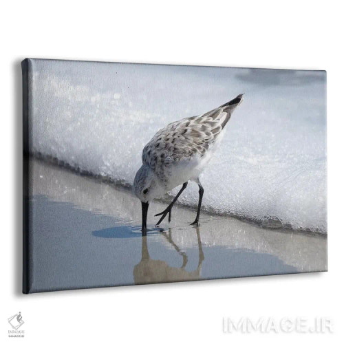 تابلو پرستوهای ساحلی I اثر بروس ناوراکه - نمای پرسپکتیو محصول