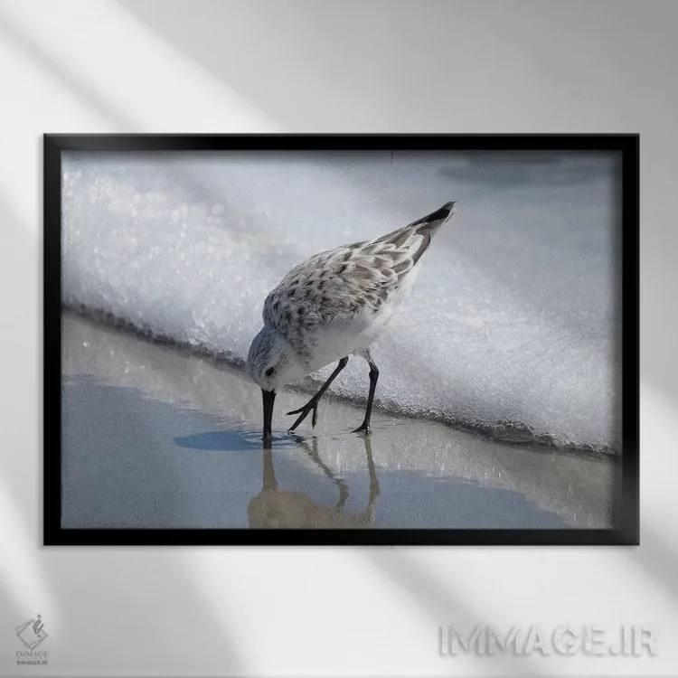 تابلو پرستوهای ساحلی I اثر بروس ناوراکه - نمای قابدار مشکی