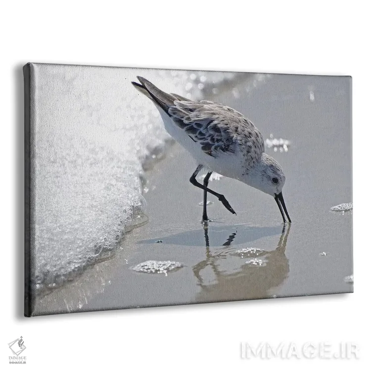 تابلو پرستوهای ساحلی II اثر بروس ناوراکه - نمای پرسپکتیو محصول