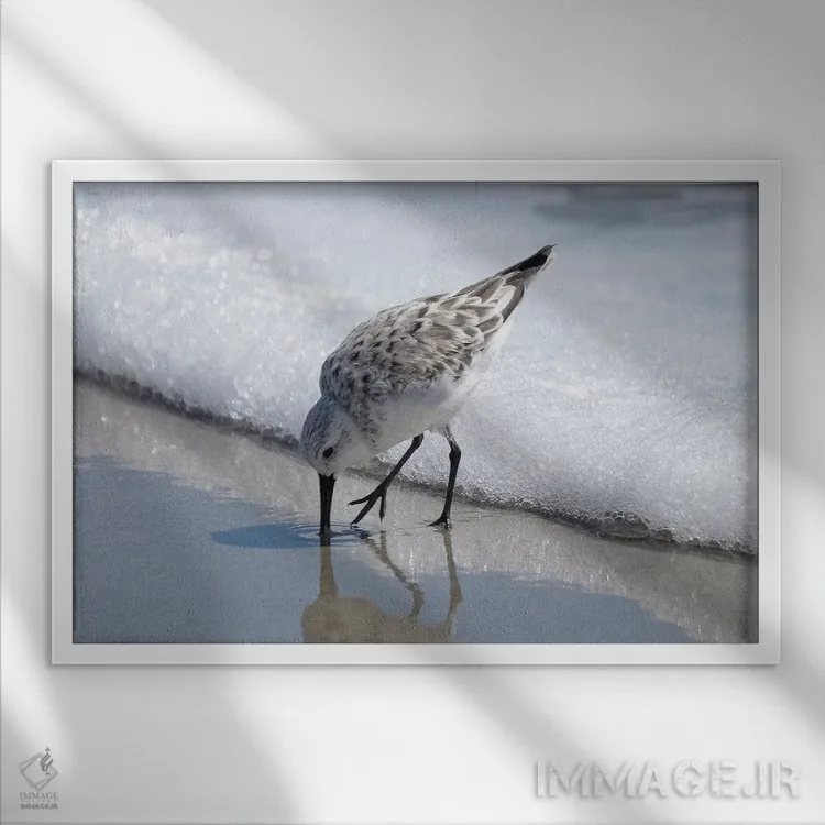 تابلو پرستوهای ساحلی I اثر بروس ناوراکه - نمای قابدار سفید
