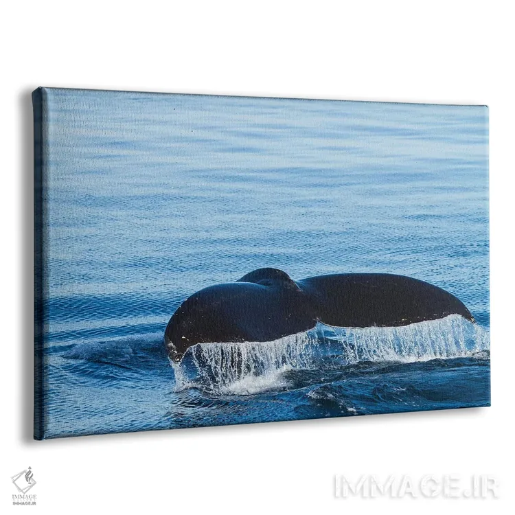 تابلو آب از دم نهنگ کوهاندار جاری میشود در حالی که آمادهٔ شیرجه زدن است، بریتیش کلمبیا اثر برندا ثارپ - نمای پرسپکتیو محصول