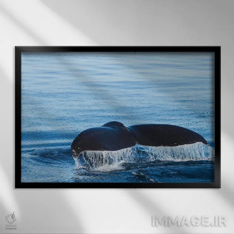 تابلو آب از دم نهنگ کوهاندار جاری میشود در حالی که آمادهٔ شیرجه زدن است، بریتیش کلمبیا اثر برندا ثارپ - نمای قابدار مشکی