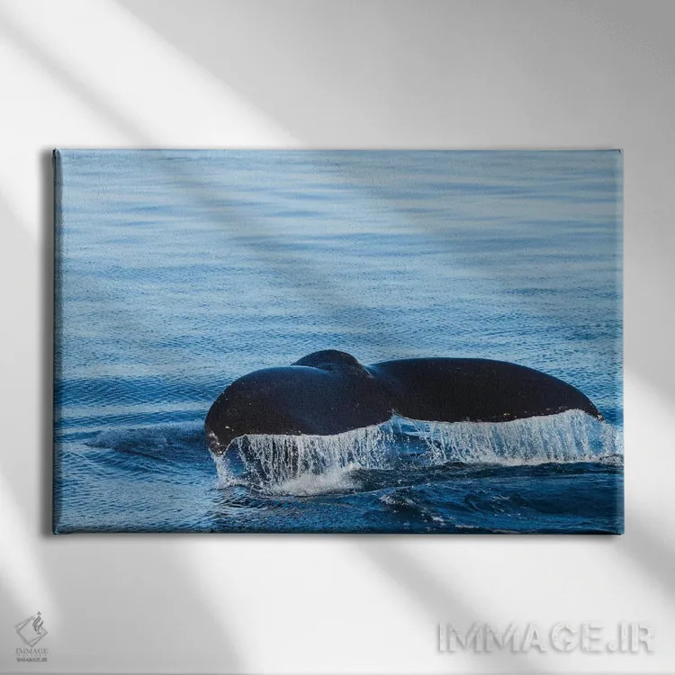 تابلو آب از دم نهنگ کوهاندار جاری میشود در حالی که آمادهٔ شیرجه زدن است، بریتیش کلمبیا اثر برندا ثارپ - نمای روبهرو روی دیوار