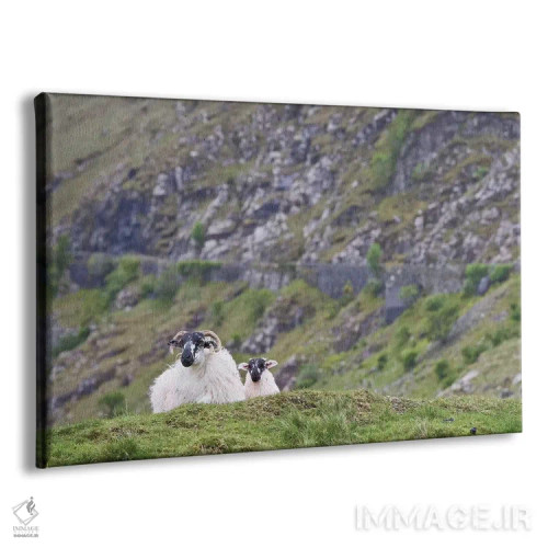 تابلو ایرلند، شهرستان مایو. گوسفندان در مراتع سنگلاخی استراحت میکنند اثر برندا ثارپ - نمای پرسپکتیو محصول