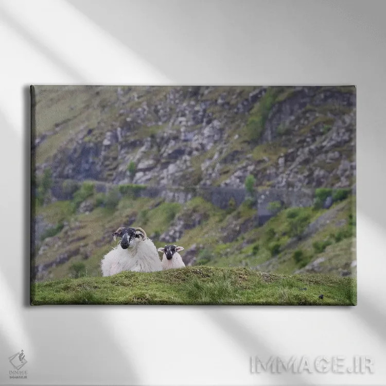 تابلو ایرلند، شهرستان مایو. گوسفندان در مراتع سنگلاخی استراحت میکنند اثر برندا ثارپ - نمای روبهرو روی دیوار