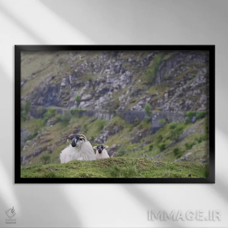 تابلو ایرلند، شهرستان مایو. گوسفندان در مراتع سنگلاخی استراحت میکنند اثر برندا ثارپ - نمای قابدار مشکی