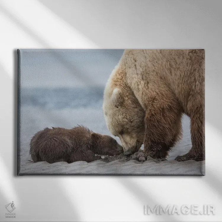 تابلو توله خرس خاکستری ساحلی گدایی صدف میکند، پارک ملی لیک کلارک، آلاسکا اثر برندا ثارپ - نمای روبهرو روی دیوار