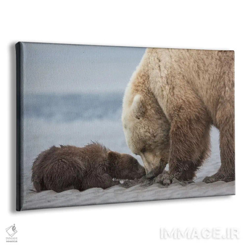 تابلو توله خرس خاکستری ساحلی گدایی صدف میکند، پارک ملی لیک کلارک، آلاسکا اثر برندا ثارپ - نمای پرسپکتیو محصول