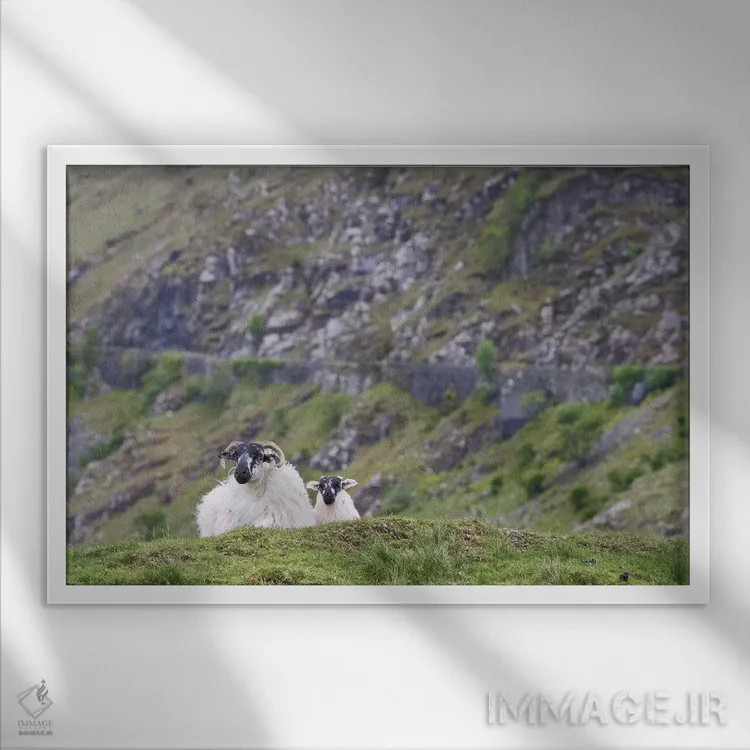 تابلو ایرلند، شهرستان مایو. گوسفندان در مراتع سنگلاخی استراحت میکنند اثر برندا ثارپ - نمای قابدار سفید