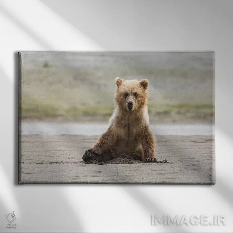 تابلو خرس خاکستری ساحلی نابالغ روی ساحل نشسته است، پارک ملی لیک کلارک، آلاسکا اثر برندا ثارپ - نمای روبهرو روی دیوار
