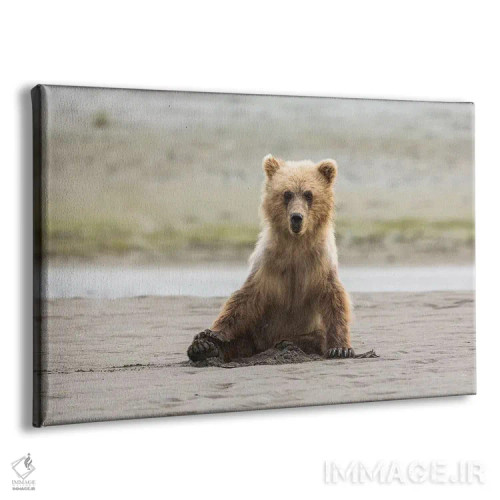 تابلو خرس خاکستری ساحلی نابالغ روی ساحل نشسته است، پارک ملی لیک کلارک، آلاسکا اثر برندا ثارپ - نمای پرسپکتیو محصول