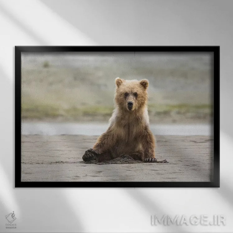 تابلو خرس خاکستری ساحلی نابالغ روی ساحل نشسته است، پارک ملی لیک کلارک، آلاسکا اثر برندا ثارپ - نمای قابدار مشکی
