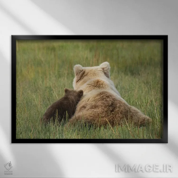 تابلو تولهٔ خرس خاکستری ساحلی جوان به مادرش تکیه داده است، پارک ملی لیک کلارک، آلاسکا اثر برندا ثارپ - نمای قابدار مشکی