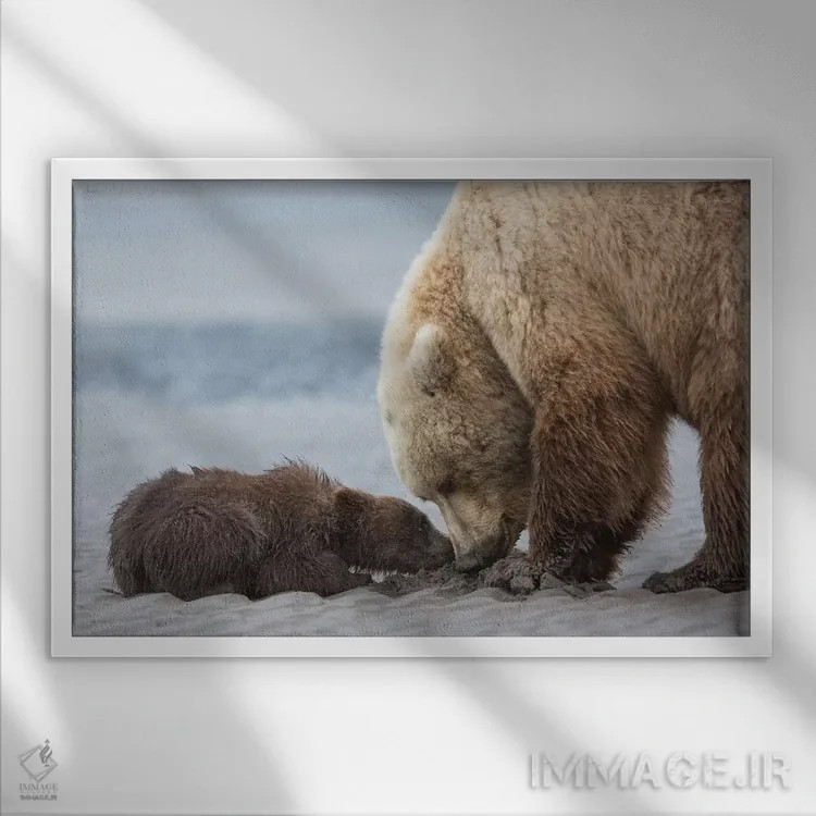 تابلو توله خرس خاکستری ساحلی گدایی صدف میکند، پارک ملی لیک کلارک، آلاسکا اثر برندا ثارپ - نمای قابدار سفید