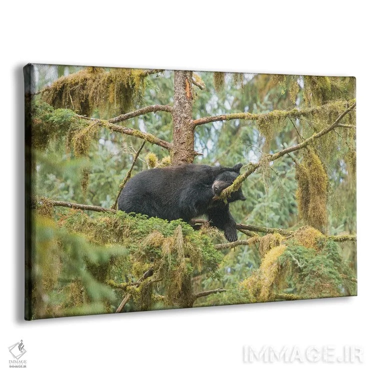 تابلو تولهخرس که روی شاخهای کنار جریان عنان استراحت میکند اثر بتی سدرکوئیست - نمای پرسپکتیو محصول