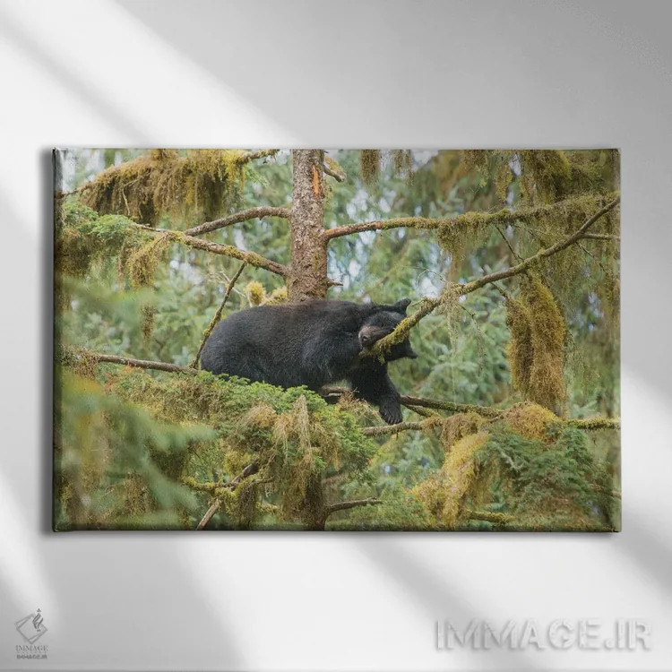 تابلو تولهخرس که روی شاخهای کنار جریان عنان استراحت میکند اثر بتی سدرکوئیست - نمای روبهرو روی دیوار