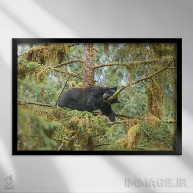 تابلو تولهخرس که روی شاخهای کنار جریان عنان استراحت میکند اثر بتی سدرکوئیست - نمای قابدار مشکی