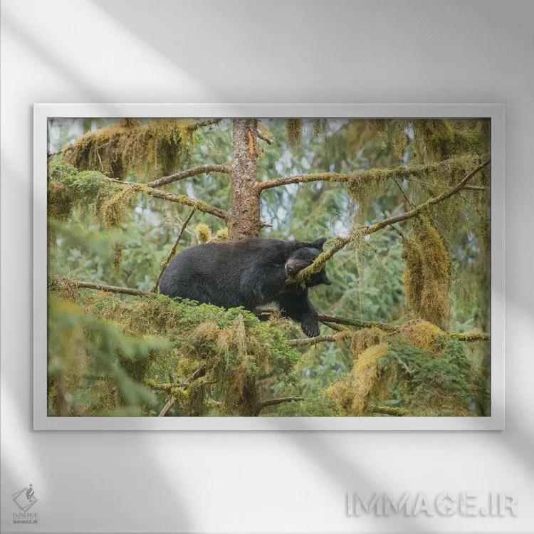 تابلو تولهخرس که روی شاخهای کنار جریان عنان استراحت میکند اثر بتی سدرکوئیست - نمای قابدار سفید