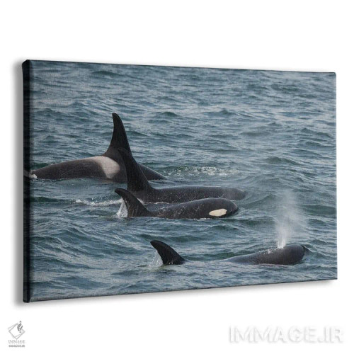 تابلو خانوادهای از نهنگهای قاتل در آبهای سرد ایسی استریت آلاسکا شنا میکنند اثر بتی سدرکوئیست - نمای پرسپکتیو محصول