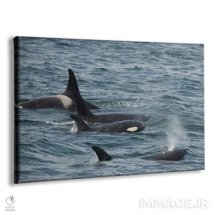 تابلو خانوادهای از نهنگهای قاتل در آبهای سرد ایسی استریت آلاسکا شنا میکنند اثر بتی سدرکوئیست - نمای پرسپکتیو محصول