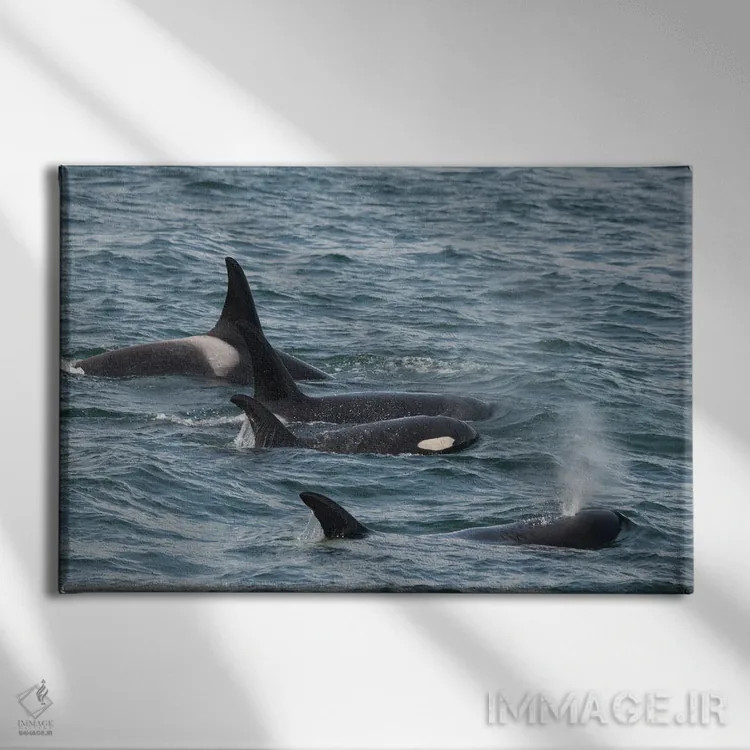 تابلو خانوادهای از نهنگهای قاتل در آبهای سرد ایسی استریت آلاسکا شنا میکنند اثر بتی سدرکوئیست - نمای روبهرو روی دیوار