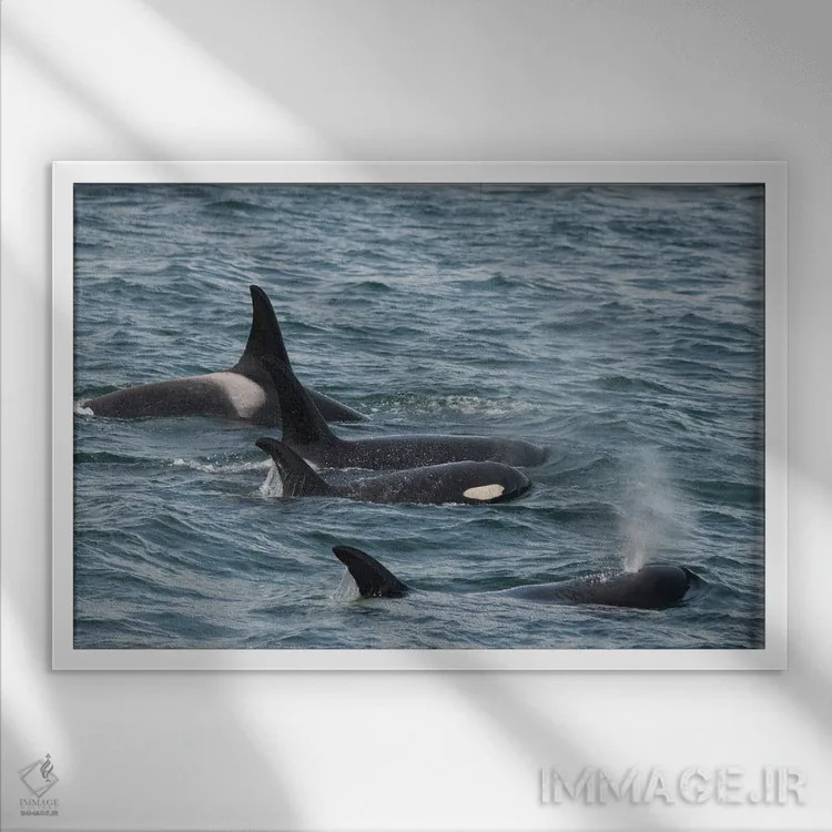 تابلو خانوادهای از نهنگهای قاتل در آبهای سرد ایسی استریت آلاسکا شنا میکنند اثر بتی سدرکوئیست - نمای قابدار سفید