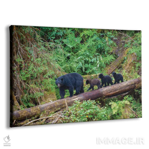 تابلو سه توله خرس سیاه مادرشان را در کنار آبان کریک دنبال میکنند اثر بتی سدرکوئیست - نمای پرسپکتیو محصول