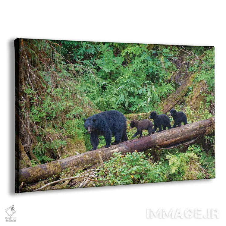 تابلو سه توله خرس سیاه مادرشان را در کنار آبان کریک دنبال میکنند اثر بتی سدرکوئیست - نمای پرسپکتیو محصول