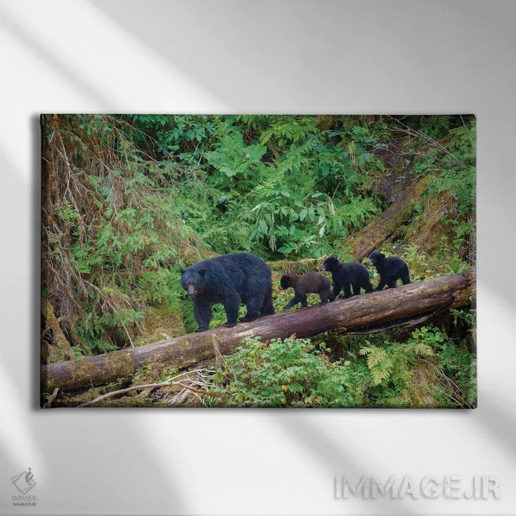 تابلو سه توله خرس سیاه مادرشان را در کنار آبان کریک دنبال میکنند اثر بتی سدرکوئیست - نمای روبهرو روی دیوار