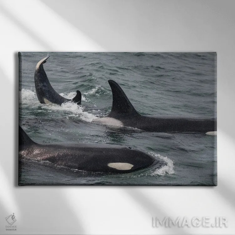 تابلو یک خانواده نهنگ قاتل در حال شنا در کانال یخی، آلاسکا ۲ اثر بتی سدرکوئیست - نمای روبهرو روی دیوار