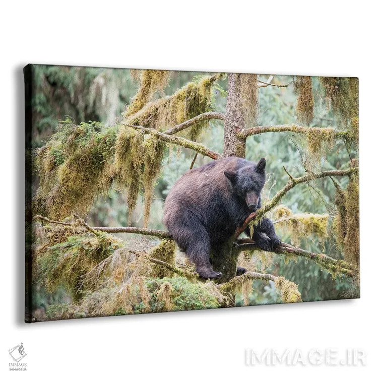تابلو توله خرس سیاه درختی را در کنار آبان کریک برای امنیت پیدا میکند اثر بتی سدرکوئیست - نمای پرسپکتیو محصول