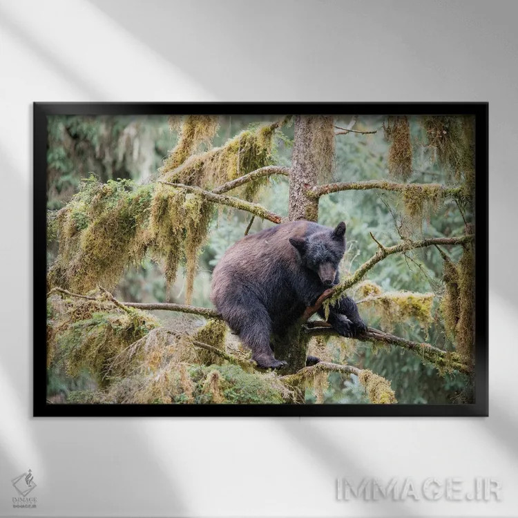 تابلو توله خرس سیاه درختی را در کنار آبان کریک برای امنیت پیدا میکند اثر بتی سدرکوئیست - نمای قابدار مشکی