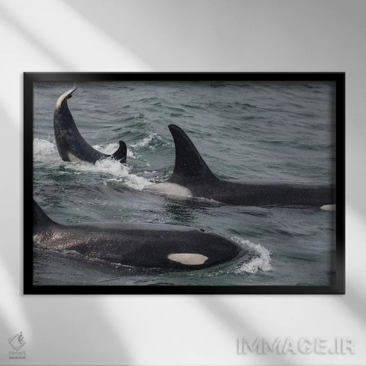 تابلو یک خانواده نهنگ قاتل در حال شنا در کانال یخی، آلاسکا ۲ اثر بتی سدرکوئیست - نمای قابدار مشکی