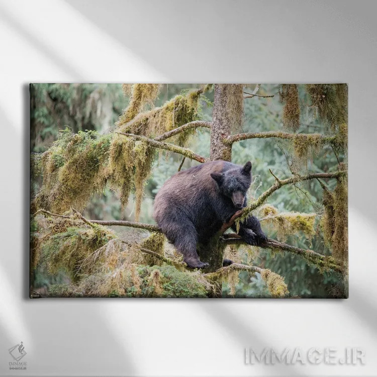 تابلو توله خرس سیاه درختی را در کنار آبان کریک برای امنیت پیدا میکند اثر بتی سدرکوئیست - نمای روبهرو روی دیوار
