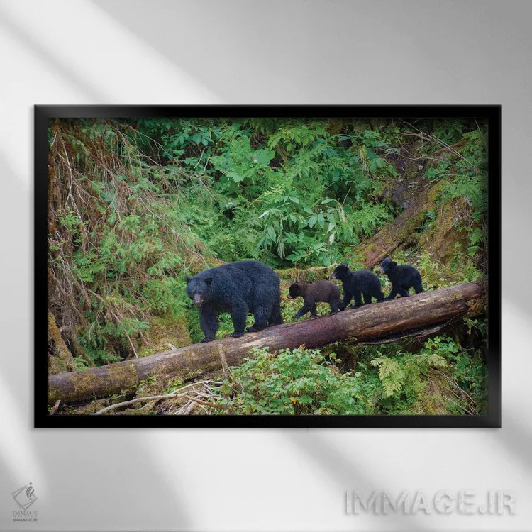 تابلو سه توله خرس سیاه مادرشان را در کنار آبان کریک دنبال میکنند اثر بتی سدرکوئیست - نمای قابدار مشکی