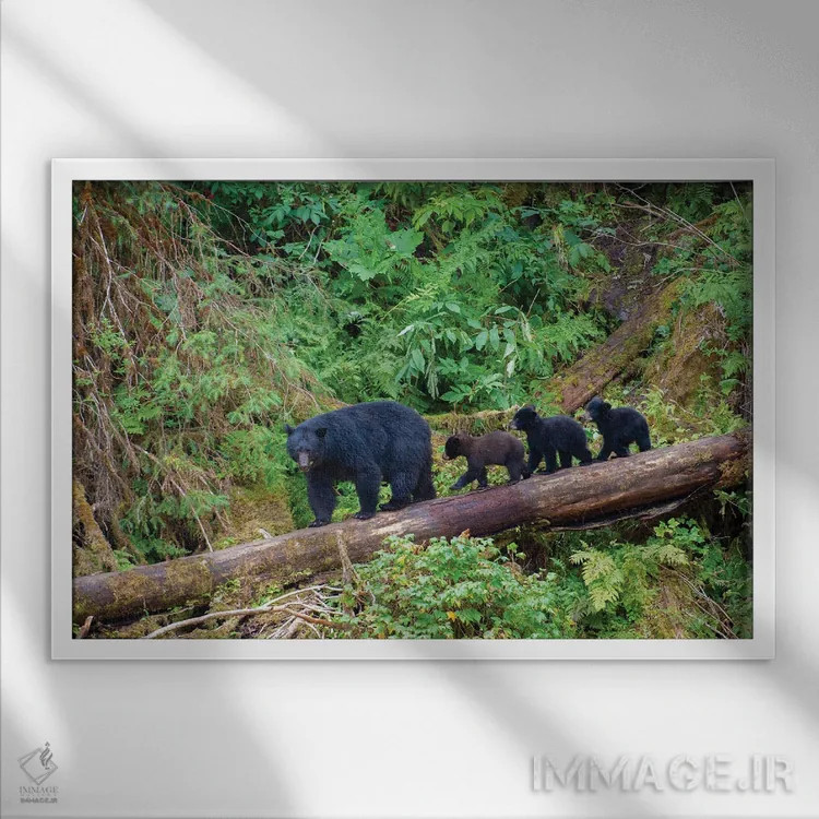 تابلو سه توله خرس سیاه مادرشان را در کنار آبان کریک دنبال میکنند اثر بتی سدرکوئیست - نمای قابدار سفید
