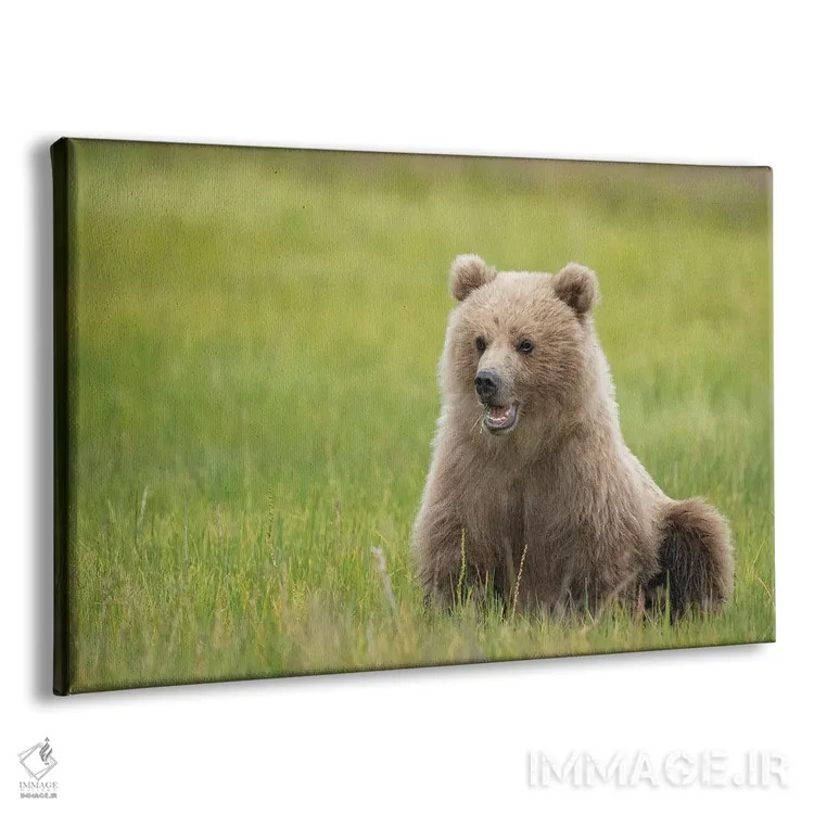 تابلو توله خرس قهوهای در حال خوردن علفهای جگن اثر بتی سدرکوئیست - نمای پرسپکتیو محصول