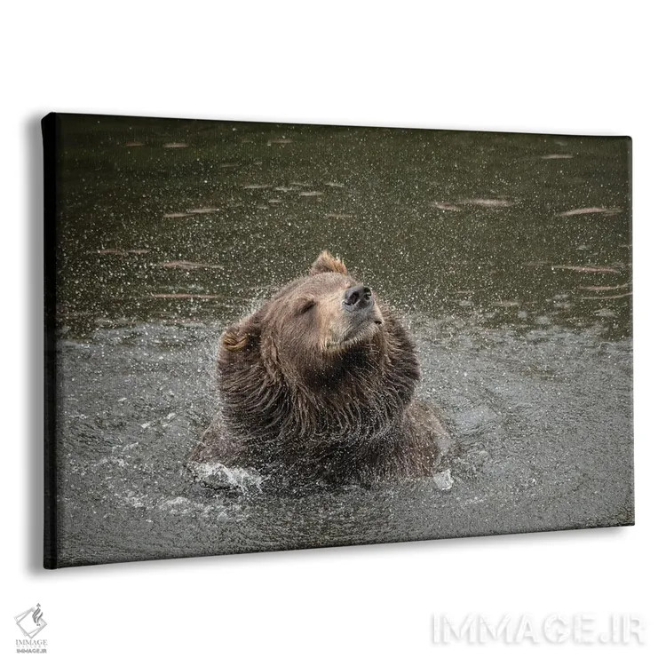 تابلو خرس قهوهای در پناهگاه خرسها، یک مرکز نجات در سیتکا، آب را از خود میتکاند اثر بتی سدرکوئیست - نمای پرسپکتیو محصول