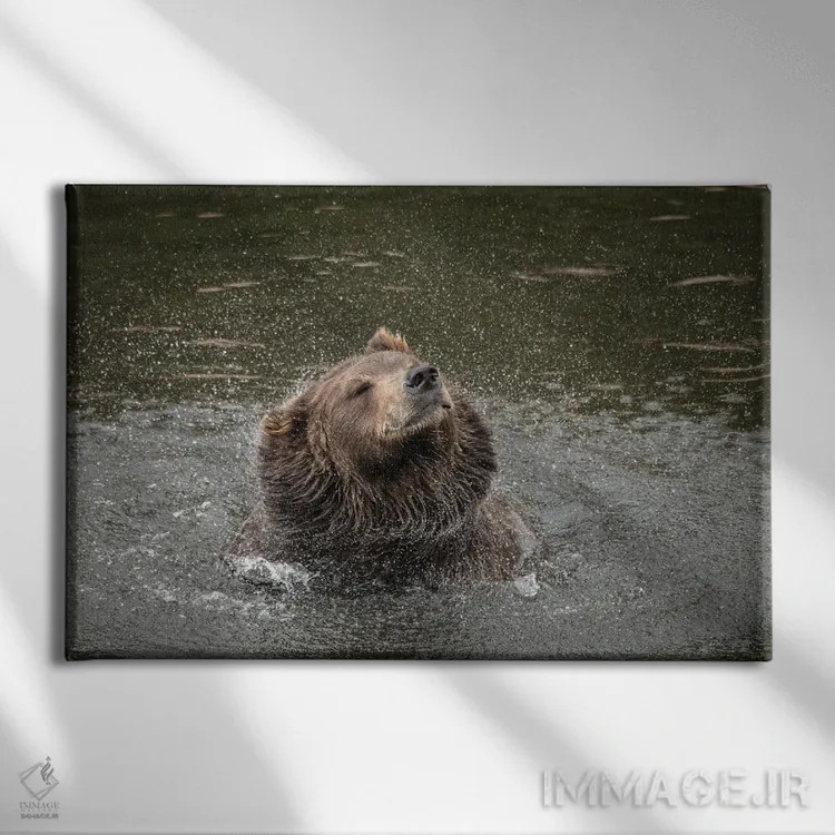 تابلو خرس قهوهای در پناهگاه خرسها، یک مرکز نجات در سیتکا، آب را از خود میتکاند اثر بتی سدرکوئیست - نمای روبهرو روی دیوار
