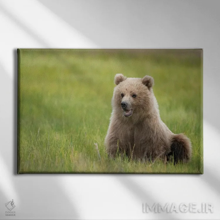تابلو توله خرس قهوهای در حال خوردن علفهای جگن اثر بتی سدرکوئیست - نمای روبهرو روی دیوار